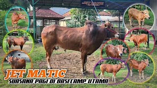 Inilah sembilan sapi kerap Team JET MATIC