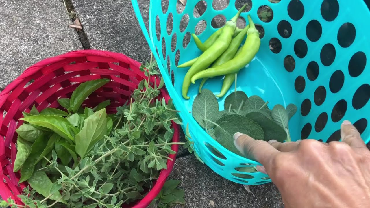 Pepper Picking, Herb Harvest & More