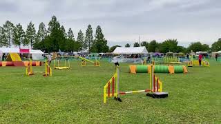 5月14日埼玉DOアジリティー競技会AG2