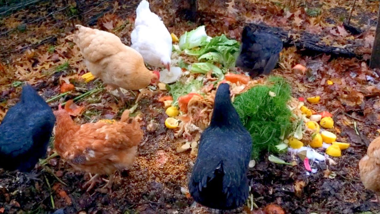 Chicken Compost Winter is Coming! Ideas for Upgrades YouTube