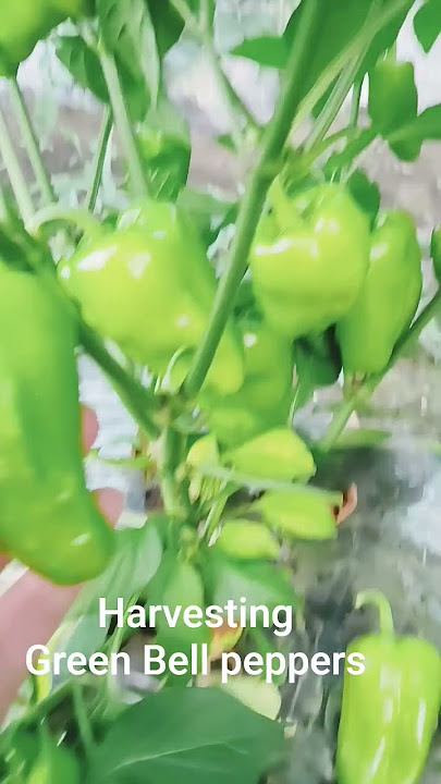 #harvesting #green #bellpeppers #farm #farming #fresh #vegetables
