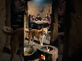 小狗闻到锅里有毒，拯救了一家人A little dog saved a family by smelling the poison in the pot.