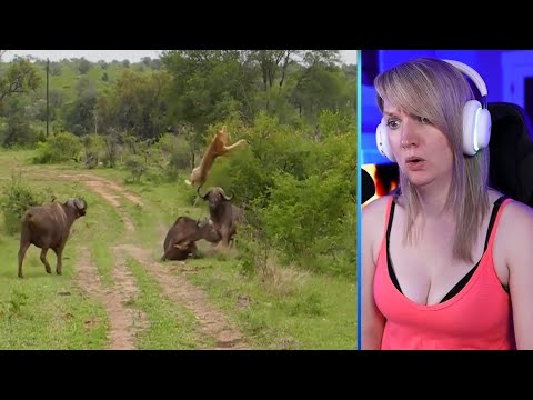 Top 15 Insane Moments When Animals Messed With The Wrong Opponents Part 1 | Pets House