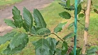 Quercus × hispanica 'Wageningen' dub španělský dub cer x dub korkový