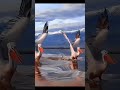 Weird & Wonderful Dancing Birds Compilation
