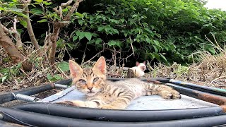 ここの子猫達は常に私を恐れています
