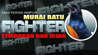 MURAI BATU FIGHTER | TEMBAKAN DAN ISIAN  | Bird sound mastering & therapy | shama bird singing