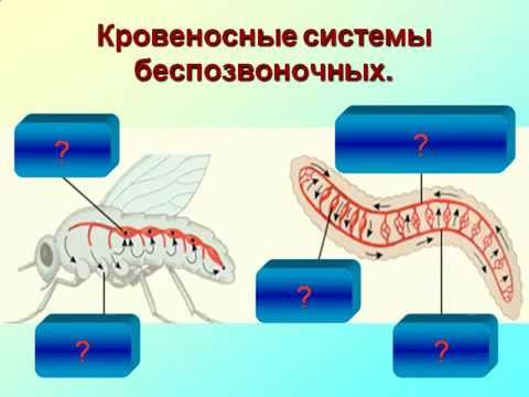 Передвижение веществ в животном мире. Состав крови.AVI