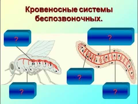 Картинки транспорт веществ у животных