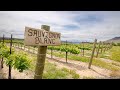 Episodio 4 - Vino Para Principiantes - Sauvignon Blanc