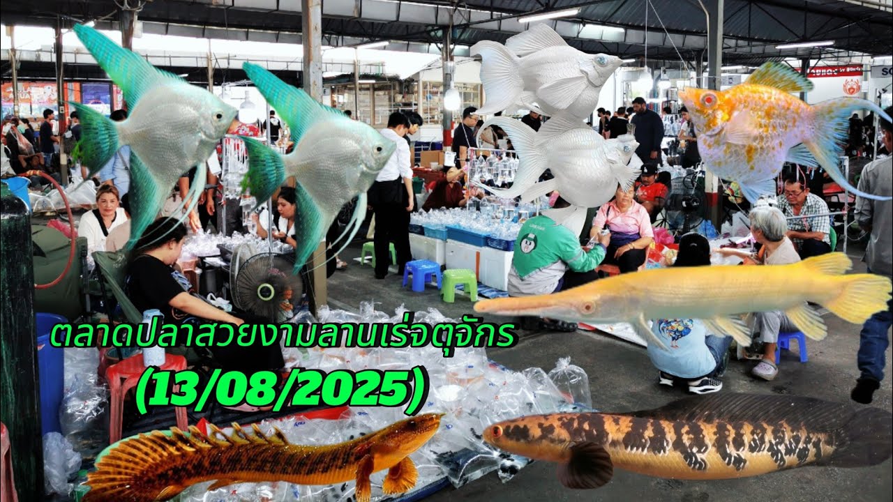Aquarium​ Fish​ Market​ in Thailand​ ตลาด​ปลา​สวยงาม​ลาน​เร่​จตุจักร​🐟(13/08/2025)​