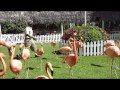 Visit Ardastra Gardens & Zoo in Nassau, Bahamas!