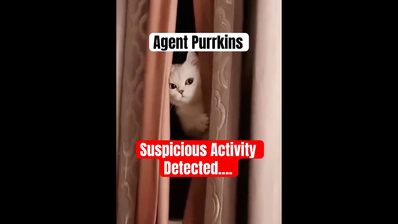 Cat Detectives Spying on You! 🕵️‍♂️🐱