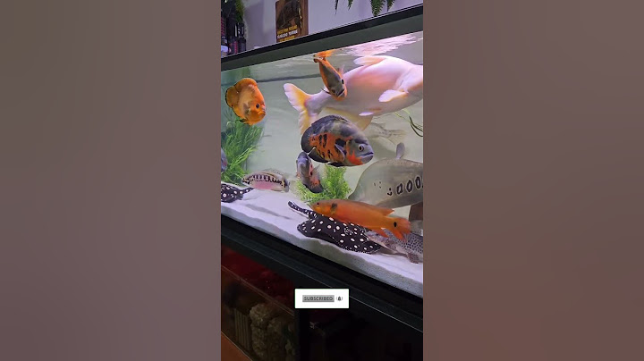 Oscar fish tank setup #chiclids #clownfish #fishtank #aquarium
