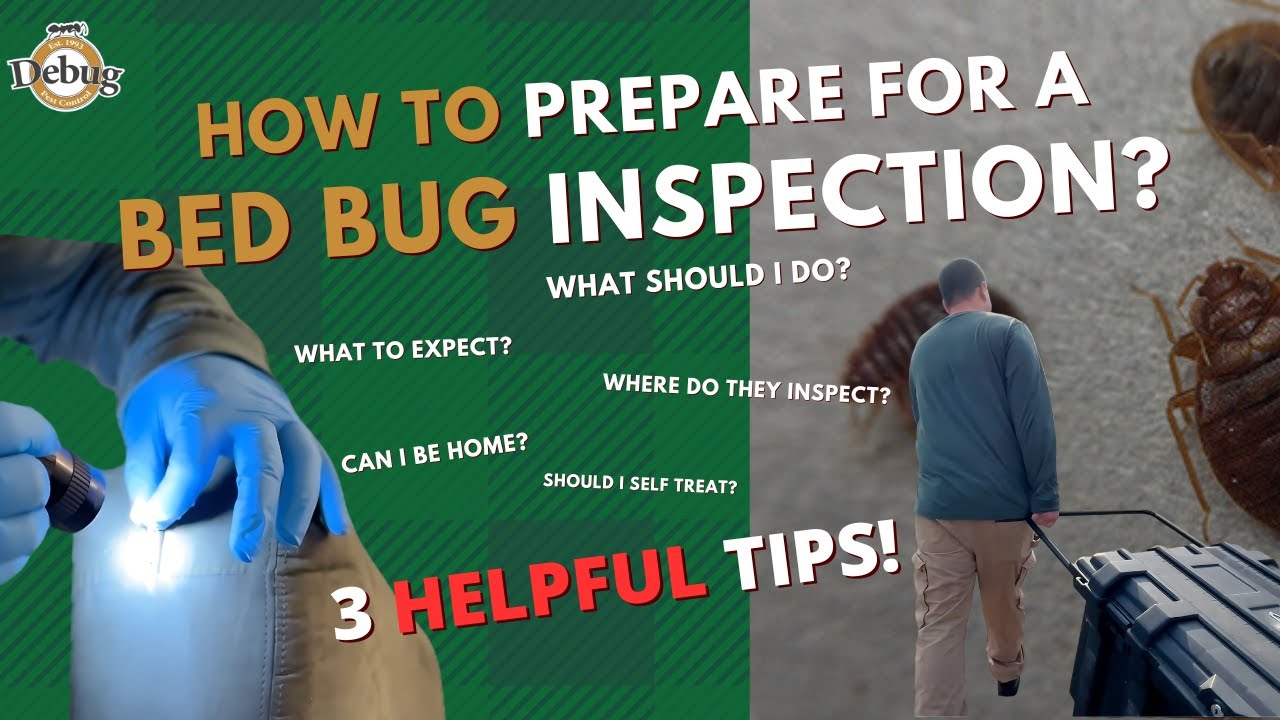 How to prepare for a bud bug inspection