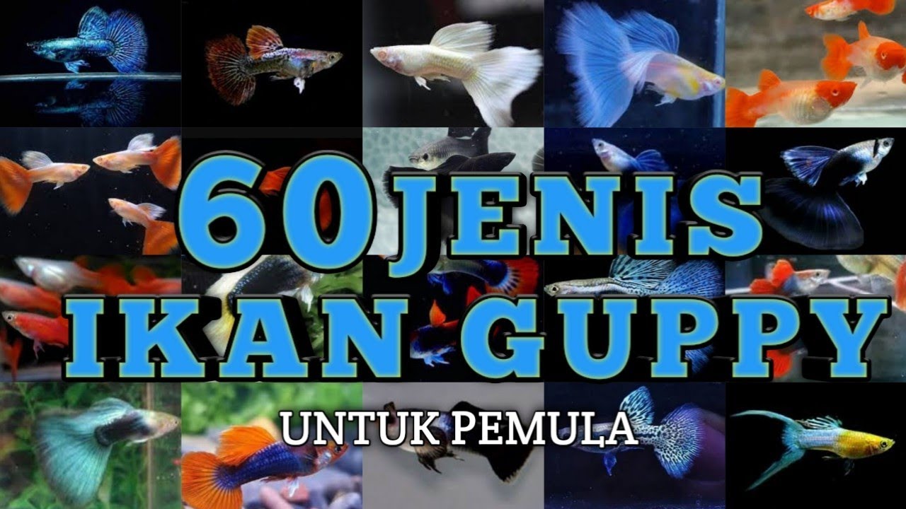Mengenal 60 Jenis -Jenis Ikan Guppy