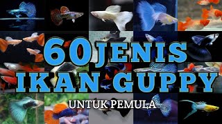 Mengenal 60 Jenis -Jenis Ikan Guppy