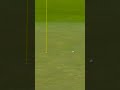 Pure PERFECTION for eagle! 🤩