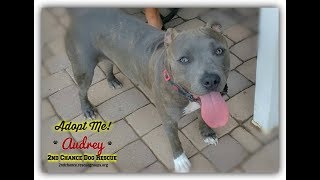 Adorable Adoptable Audrey!