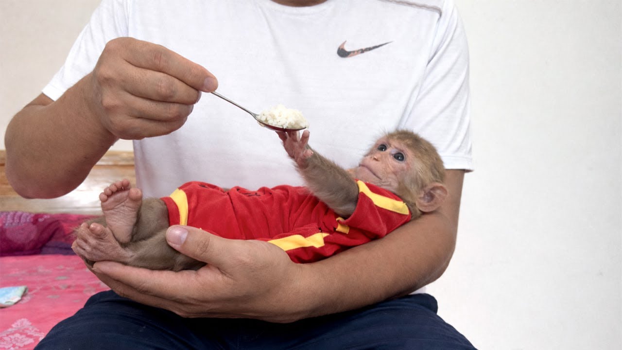 What’s Going On? Monkey Bibi Shows Little Interest in His Meal Today