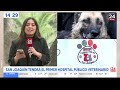 San Joaquín tendrá el primer hospital veterinario público con UCI y pabellones | 24 Horas TVN Chile