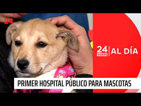 San Joaquín to have the first public veterinary hospital with ICU and operating rooms | 24 Horas ...