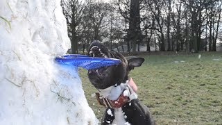 High Jump Staffordshire Bull Terrier Tyson