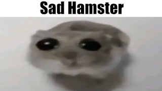 Sad Hamster