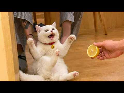 The Cutest Little Pets in This Video Also Had the Most Reckless Timing 😂🐶🐱