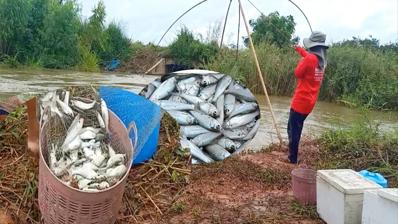 ยกยอครั้งเดียวได้เต็มตะกร้าเลย @ยกยอยกสะดุ้ง