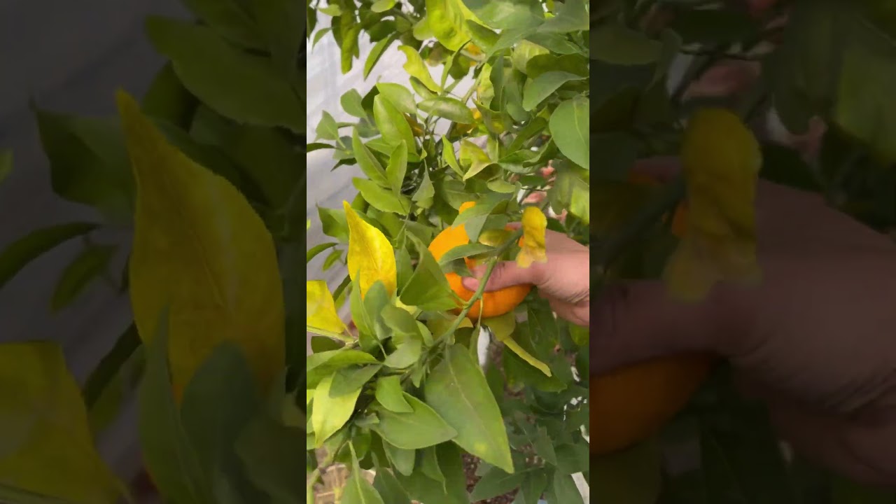 Dekopon orange Garden 