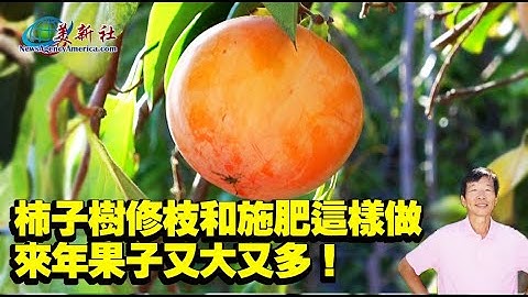 柿子樹修枝和施肥這樣做，來年果子又大又多！