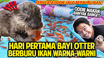 HARI PERTAMA ODDIE SI BAYI BERANG-BERANG BERBURU IKAN WARNA-WARNI! OTTER KECIL UDAH PINTAR BERBURU!