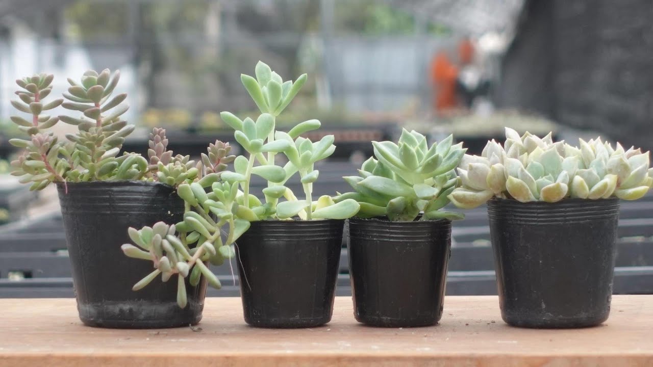 251 [Easy. Reshaping overgrown succulents] Don't worry. The best