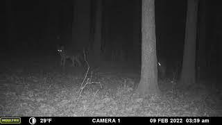 Coyotes inspecting baited armadillo hole Armadillo Attacks Coyote
