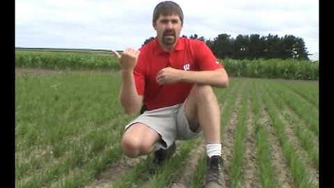 Wheat Stand Assessment and Nitrogen Timing