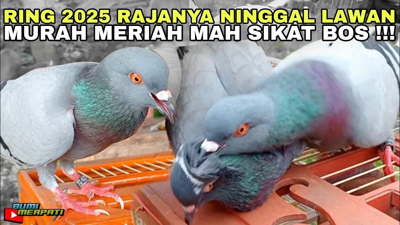 AKSI MERPATINYA JOKI GABUR/PELEPAS TIDAK BISA DI ANGGAP REMEH !!!