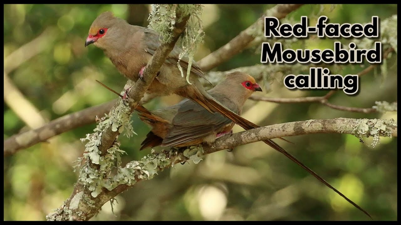 RED-FACED MOUSEBIRD calling
