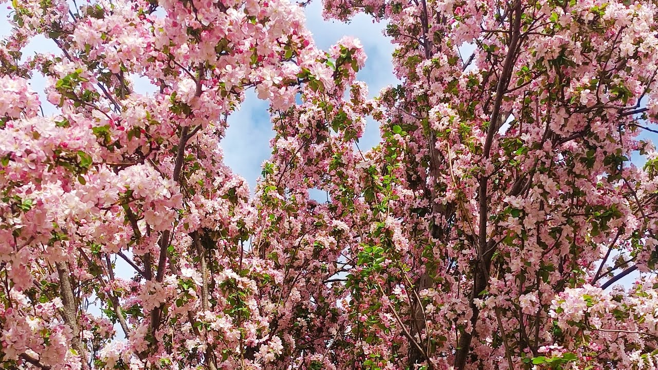 Colourful campus of Civil Aviation University of China,Tianjin | #cauc #tianjin #campus #campuslife