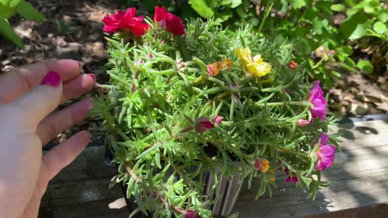 Discover the hidden gems from Lowes on sale for gardening