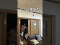 始まらない、うん。チャンネル登録🟰マブダチ🎶