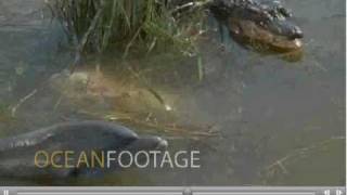 gator dolphin.avi