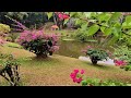 Кралската ботаническа градина в Перадения, Шри Ланка   Royal Botanical Gardens Peradeniya  Sri Lanka