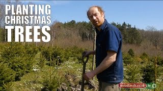 Planting Christmas Trees