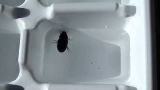 Hydrophilid Swim Alt
