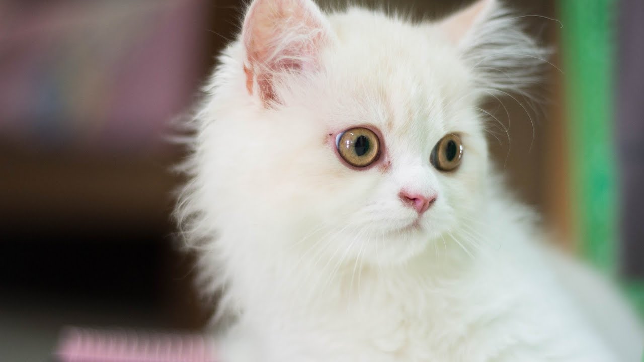 Cute and Adorable white Persian kitten 