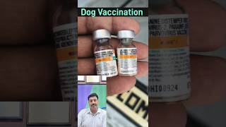 Dog Vaccination