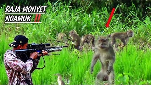 Sadis‼️ bantai hama kera yang berkeliaran di perkebunan warga//berburu hama kera liar