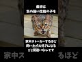 キジトラの特徴!!!#猫#キジトラ#ペット #ネコ#猫の豆知識