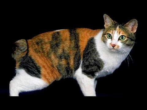 Японский Бобтейл, Уход и содержание, Породы кошек